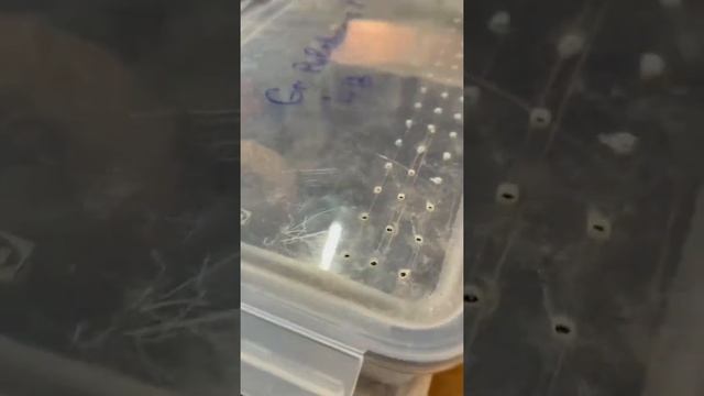 Кормлю голодных пауков смотреть онлайн