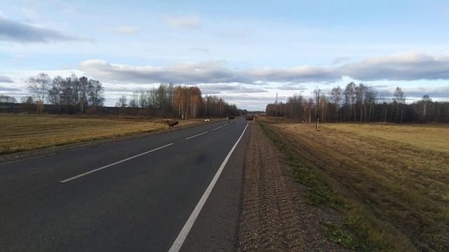 Лоси. Новоивановка Чебулинский р. Кемеровская о. смотреть онлайн