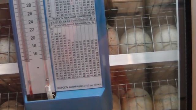 Принимаю заказ на яйцо и индюшат. Купить инкубационное яйцо смотреть онлайн