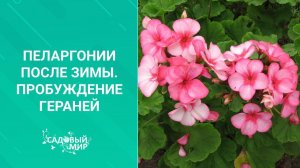 Пеларгонии после зимы. Пробуждение гераней