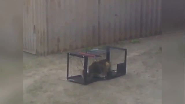 Отлов бездомных котов смотреть онлайн