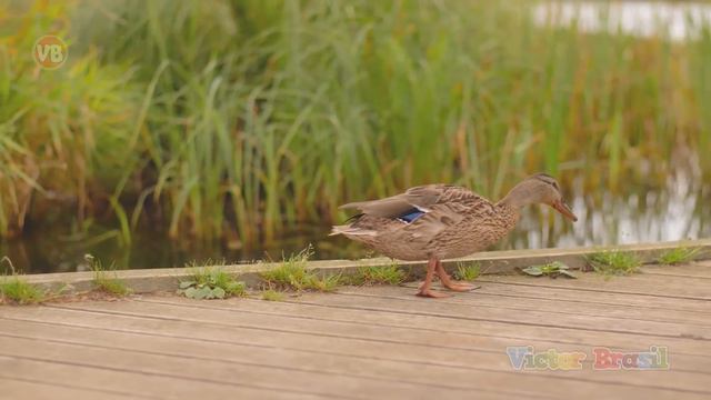 Som de Pato - Patinhos na Lagoa - Duck Sound смотреть онлайн