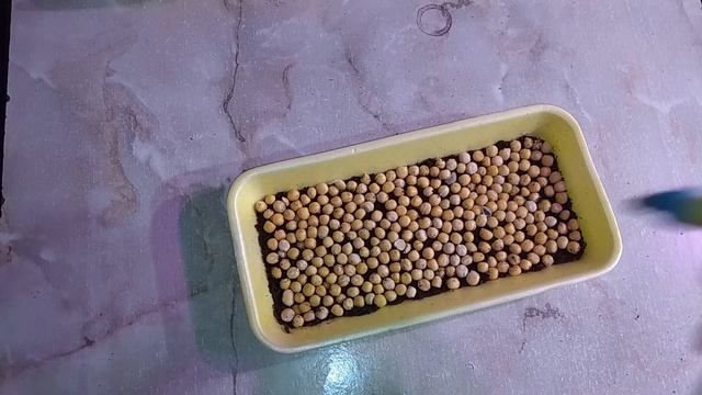 Проращиваем горох пошагово Микрозелень гороха в домашних условиях Microgreen смотреть онлайн