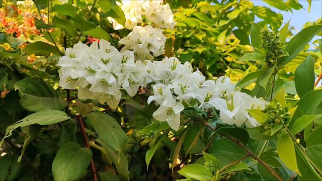 Бугенвиллея. Bougainvillea. смотреть онлайн
