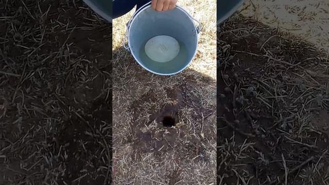 Как ловить суслика с водой смотреть онлайн