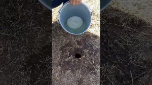 Как ловить суслика с водой