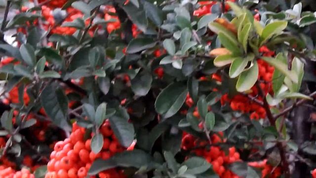 Краски осени. Пираканта. / Colors of autumn. Pyracantha. смотреть онлайн