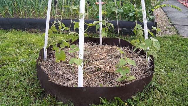 ФАСОЛЬ КУСТОВАЯ, СПАРЖЕВА, ВЬЮЩАЯ, смотреть онлайн