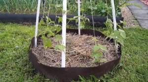 ФАСОЛЬ КУСТОВАЯ,  СПАРЖЕВА, ВЬЮЩАЯ,