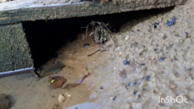 Дикое животное/опасное или нет?/рыбалка