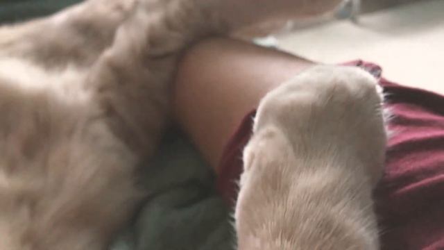 Просто спящий кот ) смотреть онлайн