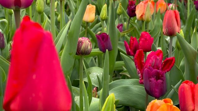 Романтичная музыка для релакса. Тюльпаны. Romantic music for relaxation. Tulips смотреть онлайн