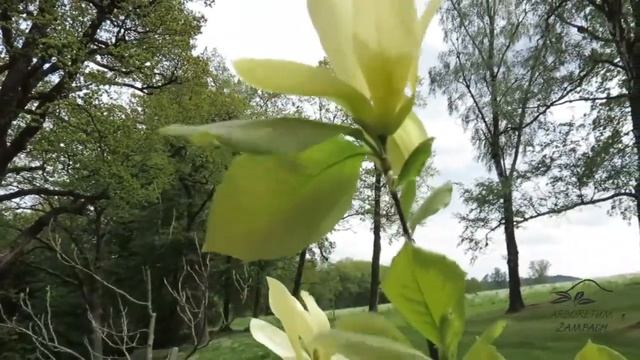 Magnolia 'Solar Flair' šácholan M 'Woodsman' × M 'Goldstar' смотреть онлайн