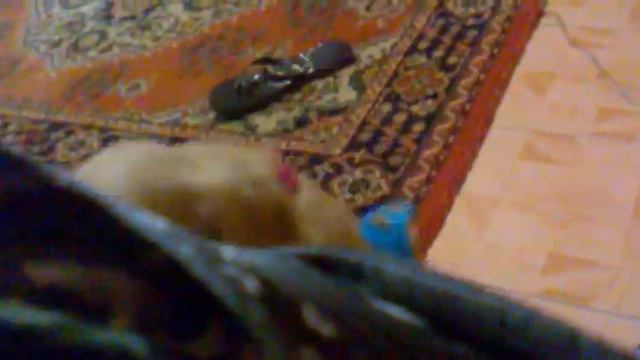 Английский кокер спаниель