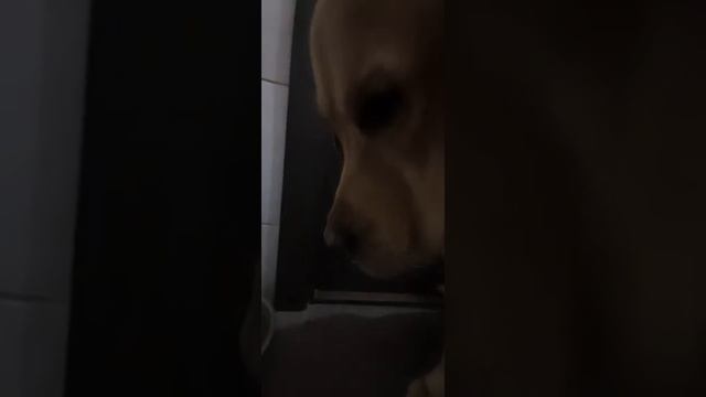 Чем кормит лабрадора | Собака лабрадор Тафгай ест корма по команде смотреть онлайн