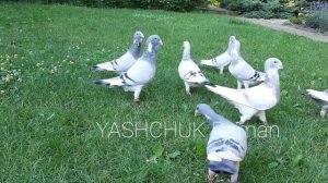 Голуби Адана ( складчастые голуби Алепу) Украина