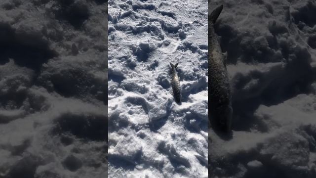 Рыбалка на омуля. Ловим дуплетами. Новое место. Бурятия. Байкал. 17.02.2023. смотреть онлайн