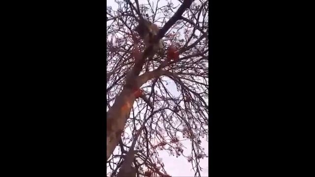 Вешаем кормушку для птиц/Наш помощник кот Арсений/ смотреть онлайн