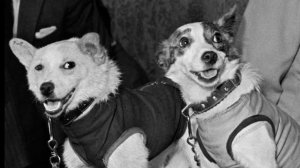 Первые космические путешественники#Как собаки летали в космос?