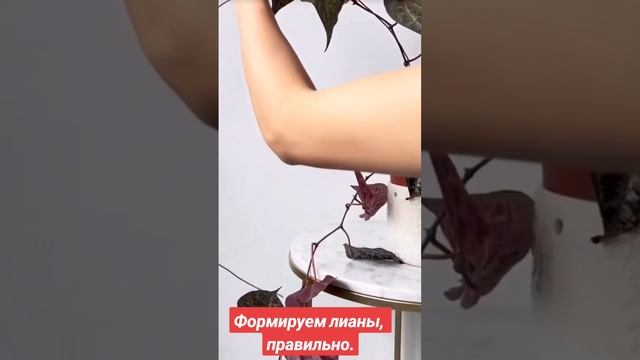 Лиана, формирование