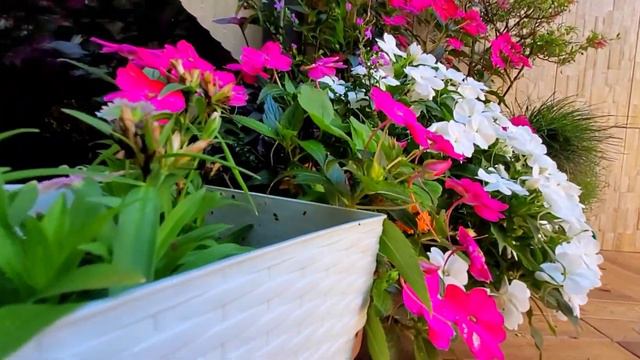 Mostrando minhas PLANTAS LINDAS de casa | tour 🪴🌸🏠💕 смотреть онлайн