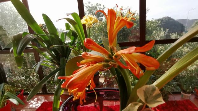 #clivia #gardenii miniata cross @kapcoastsunsetcliviaseascapes смотреть онлайн