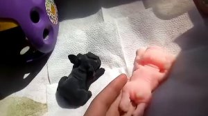 утро с собачками 1 часть / на дачу не беру их