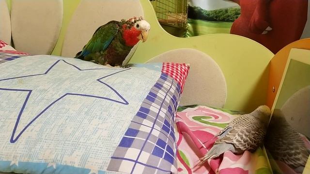 Кубинский амазон и волнистый попугай: продолжение смотреть онлайн