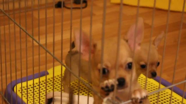 щеночки чихуахуа 2мес.игры перед сном :)) смотреть онлайн