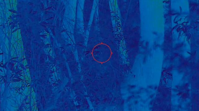 Pulsar Thermion 2 XP-50 Pro. Florida swamp . large boar smoked. смотреть онлайн