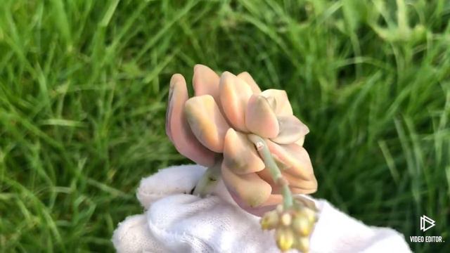 Graptoveria Titubans Variegated смотреть онлайн