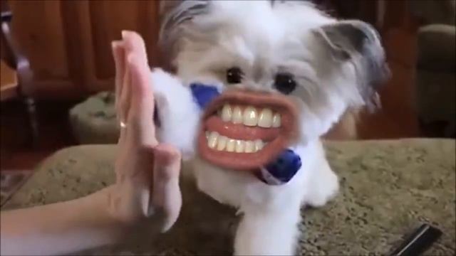 Markiplier WOOF At Different Speeds смотреть онлайн