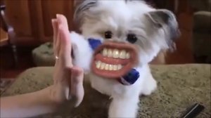 Markiplier WOOF At Different Speeds