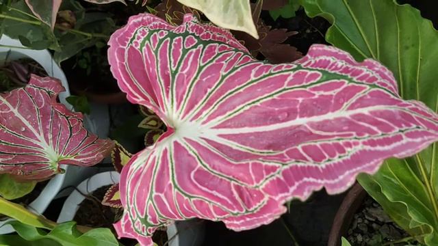 Caladium, Thai Beauty