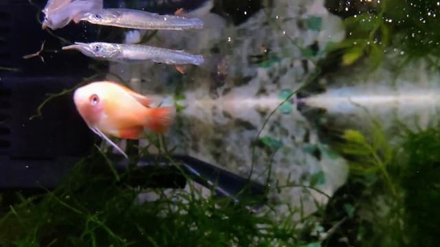 Гурами золотой медовый / Gourami Honey Pygmy Gold смотреть онлайн