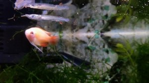 Гурами золотой медовый / Gourami Honey Pygmy Gold