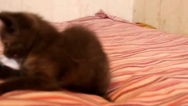 Плюшевый котенок дымчатого окраса ищет дом, 1.5 мес смотреть онлайн