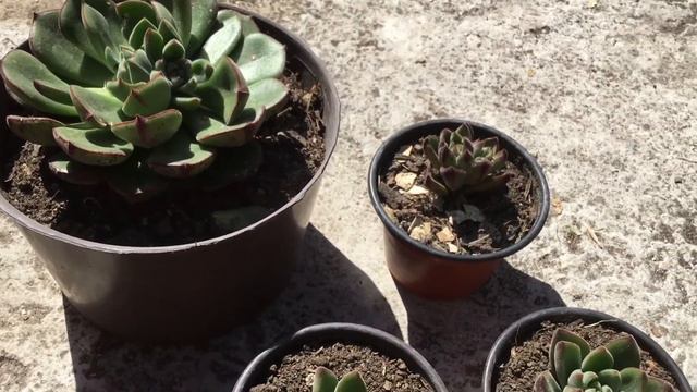 Echeveria Joan Daniel смотреть онлайн