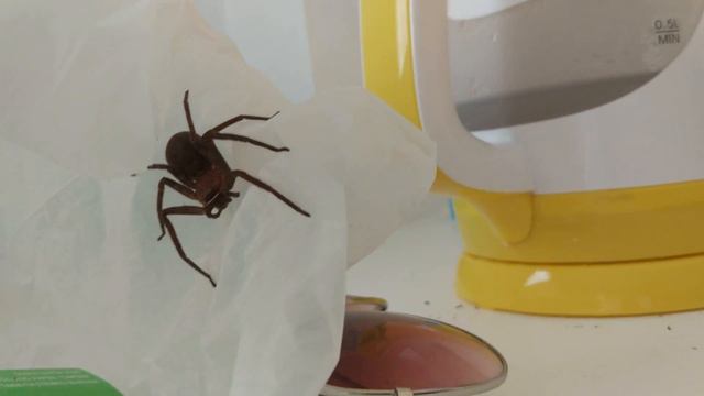 Паук заполз в номер на Пхукете в Таиланде, Съели? смотреть онлайн