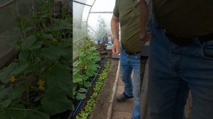 капельный полив огурцов в теплице.