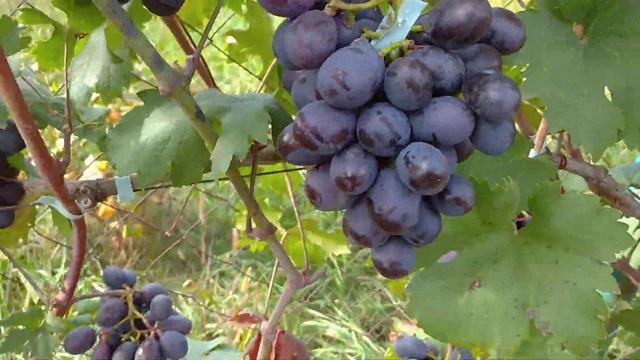 черный ястреб (0662571710)