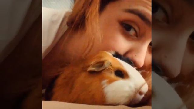 Essay writing break ペットに癒される♥︎ pet guineapig guineapiglove kyoto japan смотреть онлайн