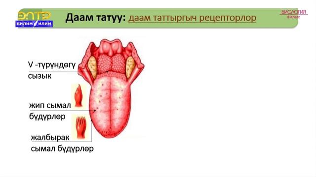 8-класс | Биология | Булчуң жана тери сезими. Жыт сезүү жана даам татуу смотреть онлайн