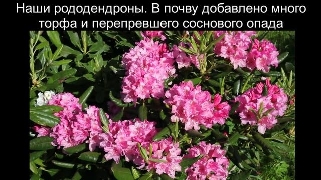 Рододендрон Ледебура цветение правильная посадка смотреть онлайн