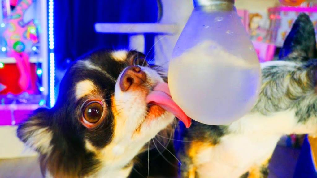 ВОЛШЕБНЫЕ ПИТОМЦЫ ПЕРВЫЙ РАЗ РАСПАКОВАЛИ ПОДАРКИ смотреть онлайн