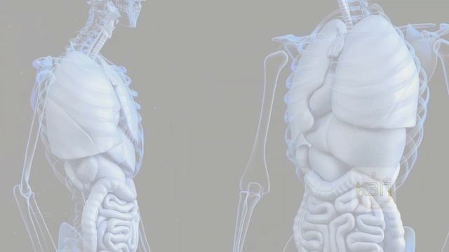 Сколько времени восстанавливается печень после алкоголя?восстанавливается ли печень полностью?