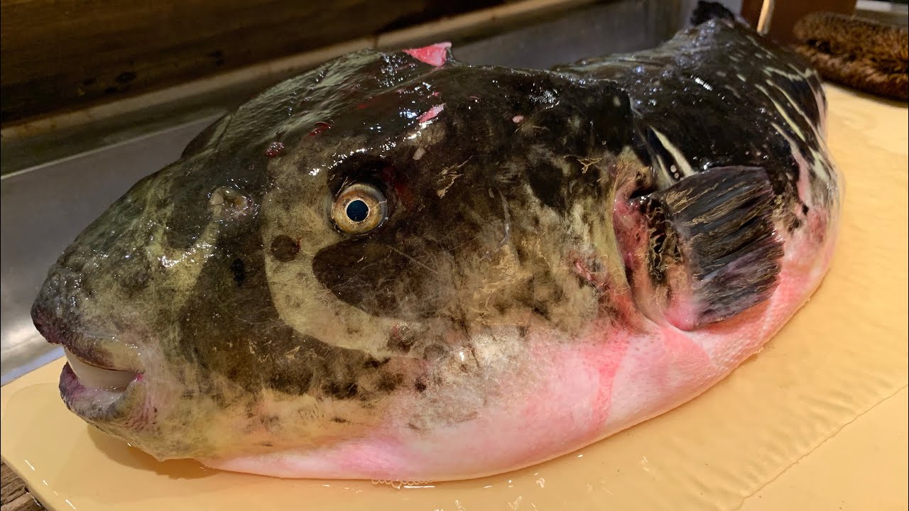 【FUGU】 САМАЯ БОЛЬШАЯ РЫБА ДНЯ НА РЫНКЕ TOYOSU !!