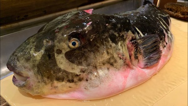 【FUGU】 САМАЯ БОЛЬШАЯ РЫБА ДНЯ НА РЫНКЕ TOYOSU !!