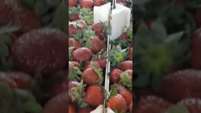 Москва Фуд сити клубника по 150 р ? смотреть онлайн