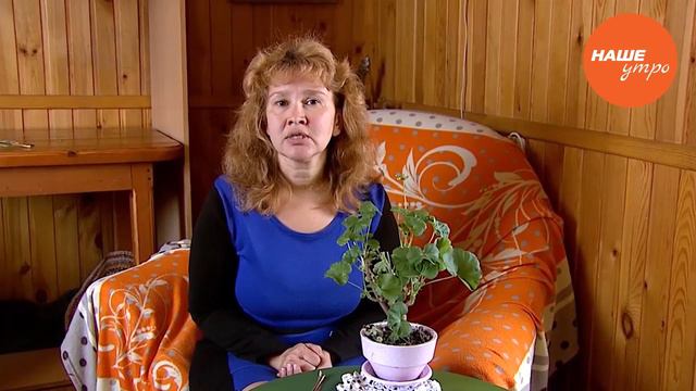 Все о герани смотреть онлайн